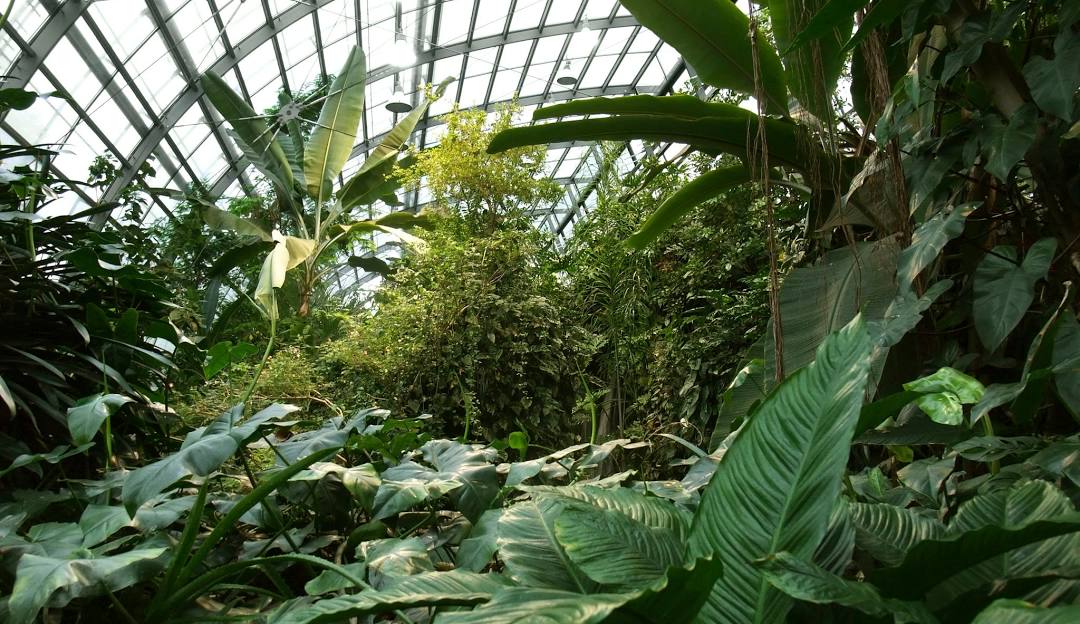 Biosphere 2 Rainforest